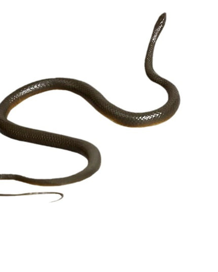 Whole Rubber Snake Chasing Props Golf Prank Toy