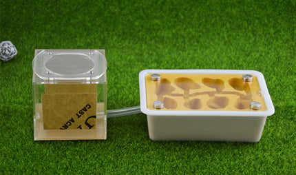 Pet Ant Flat Plaster Nest